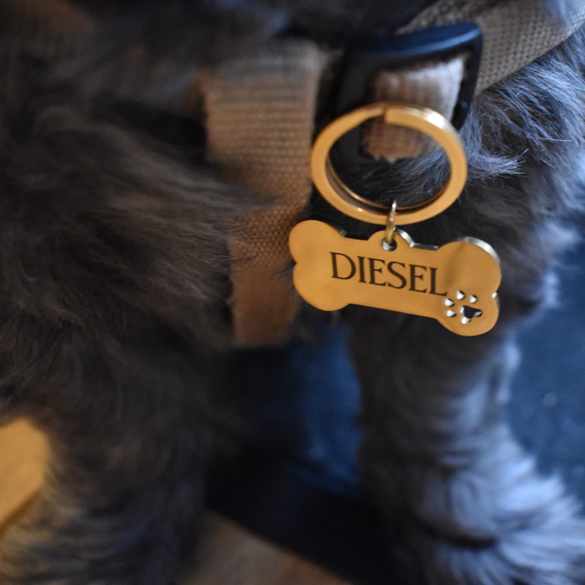 Graveerbare Hondenpenning Bot 5